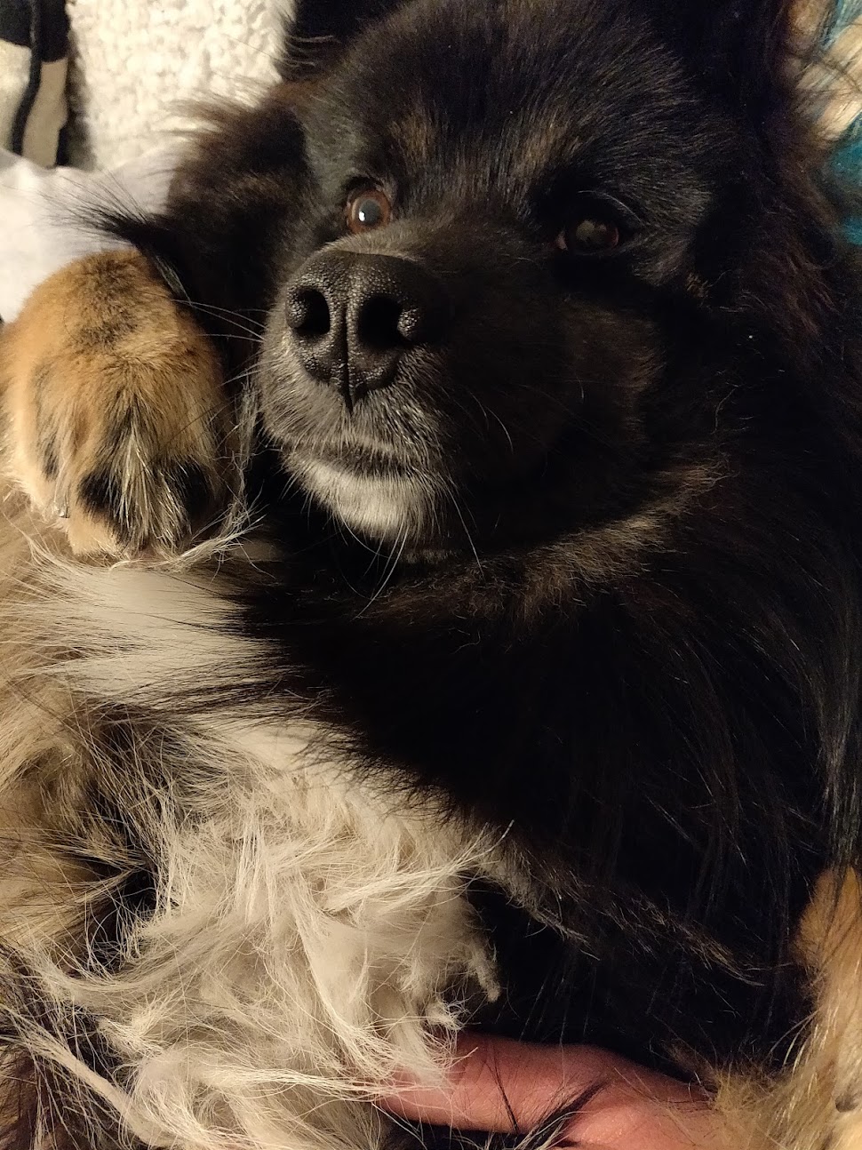 Dog tax!